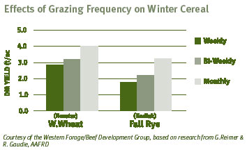 effects of grazing frequency on winter cereal