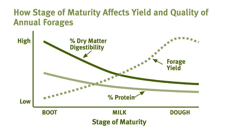 how stage of maturity affects yield and quality of annual forages