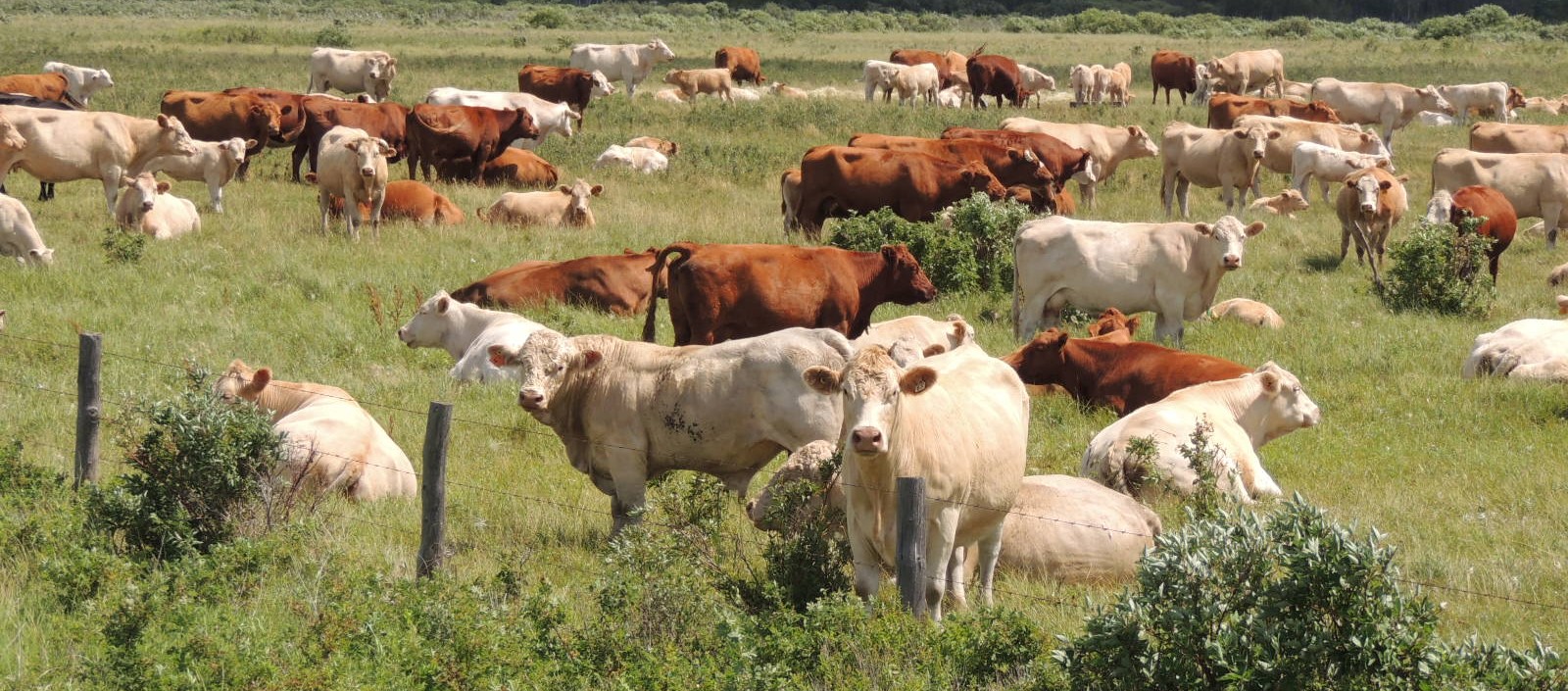  http://webpublishing.mbgov.ca/fr/agriculture/PublishingImages/cattle-herd-pasture.JPG style='display:block;width: 100%;position: relative;  margin-top: 20px;'