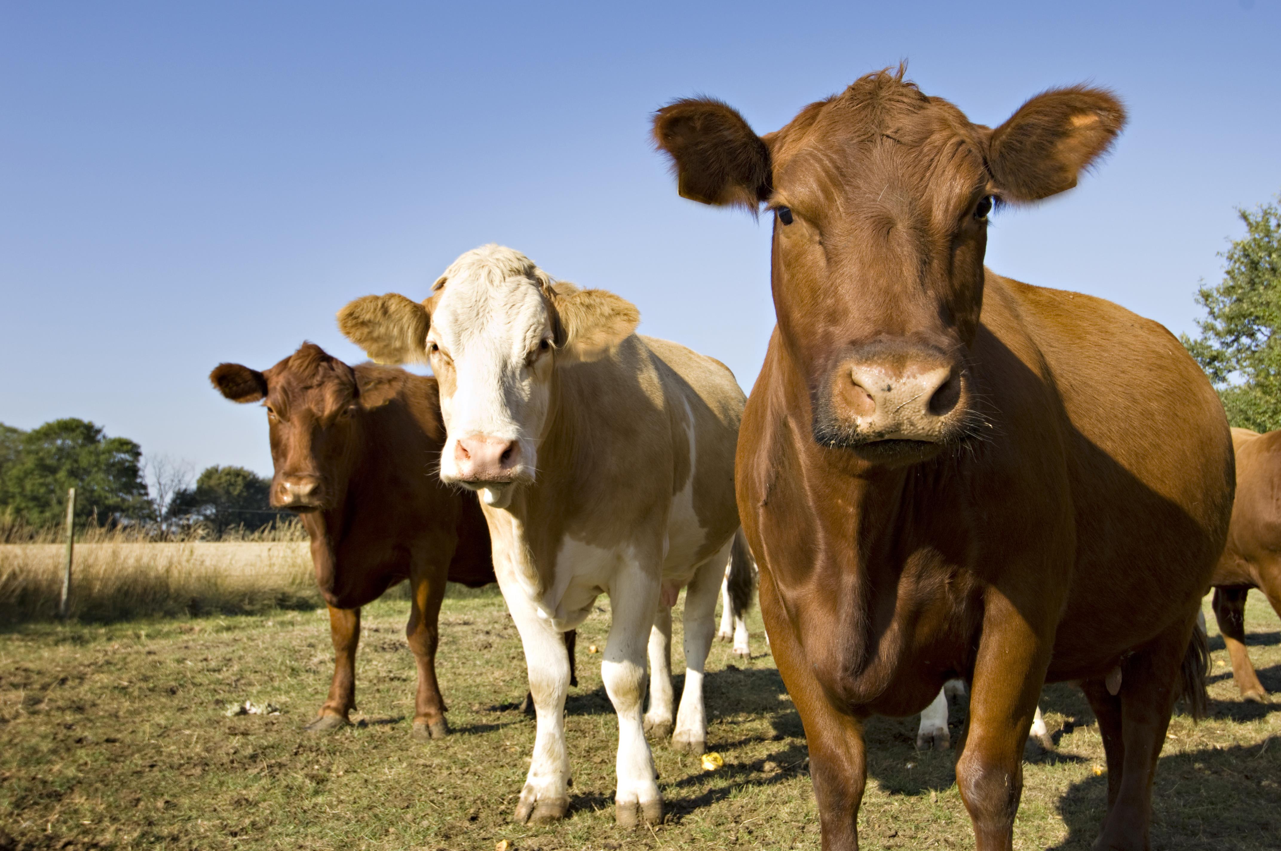 Image de vaches dans un champ