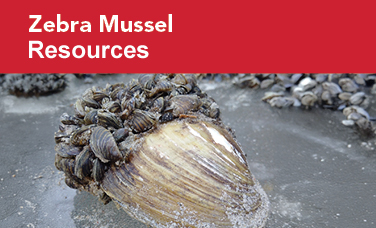 Zebra mussels on larger native mussel