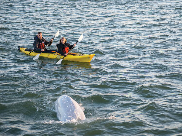 Kayaking with Beluga