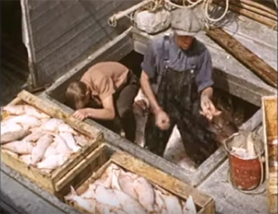 deux pêcheurs trient le poisson