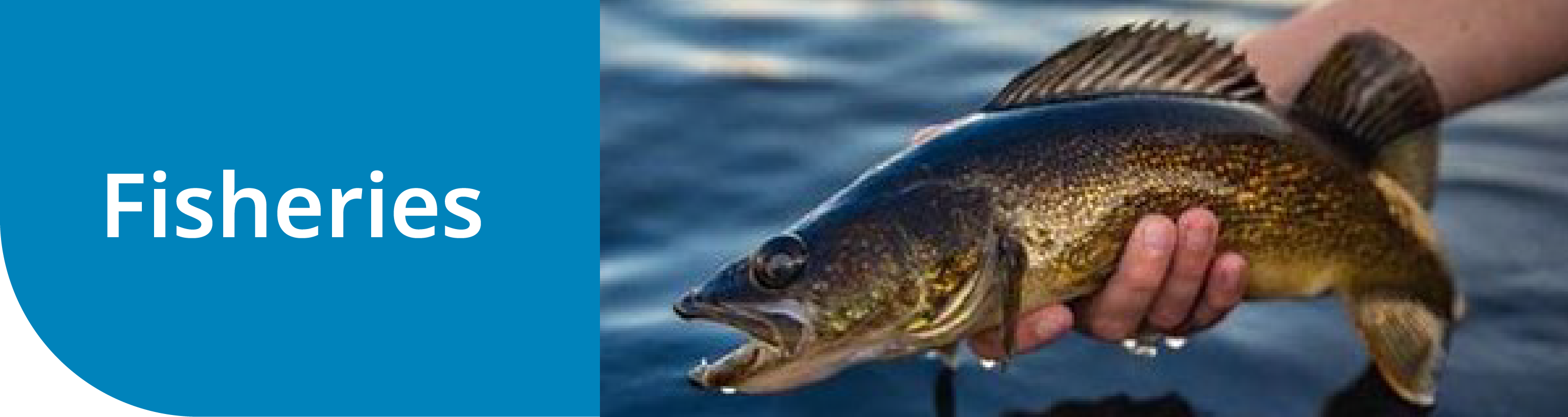 Fisheries Fisheries