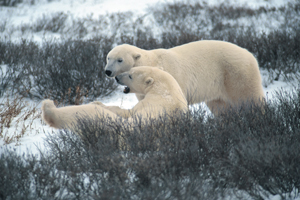 Image of polar bears