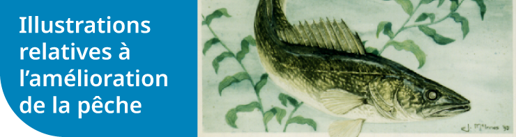 Illustrations relatives à l’amélioration de la pêche