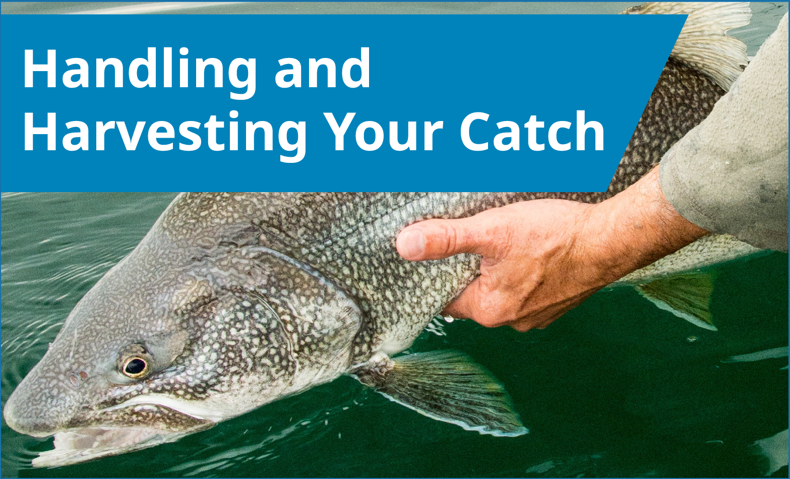 Handling and Harvesting Your Catch