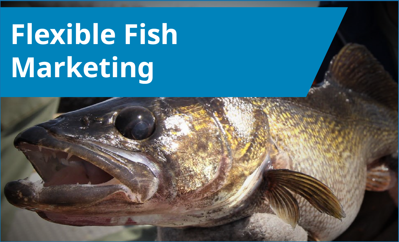 Flexible Fish Marketing