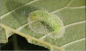 Larva feeding on elm leaf