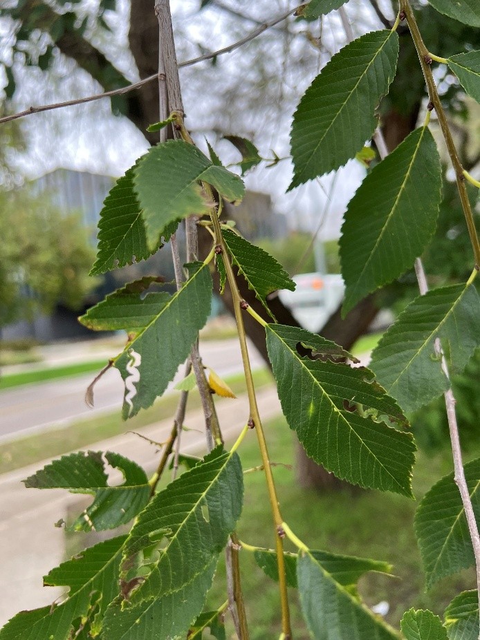 Affected Elm tree leaves