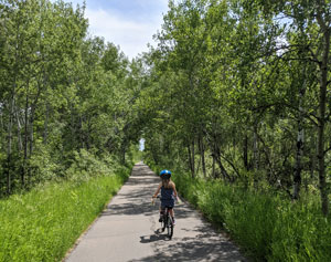 bike forest trail